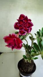 Planta Dobrada 3673 – 35cm – 03 anos - Imagem 7