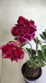 Planta Dobrada 3673 – 35cm – 03 anos - Imagem 5