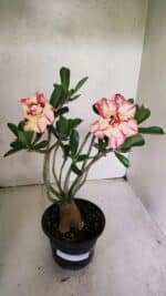 Planta Dobrada 3674 – 35cm – 03 anos - Imagem 2