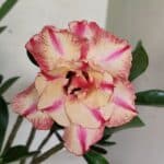 Planta Dobrada 3674 – 35cm – 03 anos