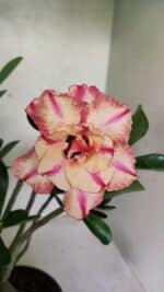 Planta Dobrada 3674 – 35cm – 03 anos