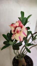 Planta Dobrada 3674 – 35cm – 03 anos - Imagem 4