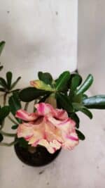 Planta Dobrada 3674 – 35cm – 03 anos - Imagem 5