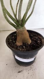 Planta Dobrada 3674 – 35cm – 03 anos - Imagem 9