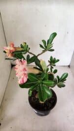 Planta Dobrada 3674 – 35cm – 03 anos - Imagem 8