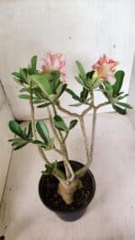 Planta Dobrada 3674 – 35cm – 03 anos - Imagem 7