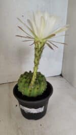 Matriz Cacto Echinopsis  Nº 07 - vaso 15 - Imagem 2