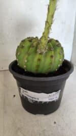 Matriz Cacto Echinopsis  Nº 07 - vaso 15 - Imagem 7