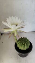 Matriz Cacto Echinopsis  Nº 07 - vaso 15 - Imagem 4
