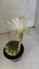 Matriz Cacto Echinopsis  Nº 07 - vaso 15 - Imagem 9
