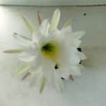 Matriz Cacto Echinopsis  Nº 07 - vaso 15