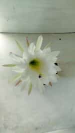 Matriz Cacto Echinopsis  Nº 07 - vaso 15