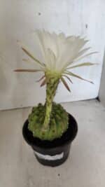 Matriz Cacto Echinopsis  Nº 07 - vaso 15 - Imagem 6