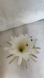 Matriz Cacto Echinopsis  Nº 07 - vaso 15 - Imagem 3