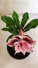 ENXERTO 12471 – 20cm (cor LM 964) - Imagem 4