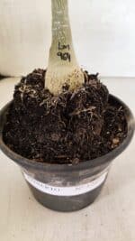 ENXERTO 12471 – 20cm (cor LM 964) - Imagem 7