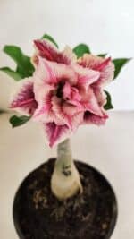 ENXERTO 12471 – 20cm (cor LM 964)