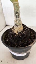 ENXERTO 12472 – 20cm (cor LM 75) - Imagem 6