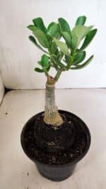 ENXERTO 12472 – 20cm (cor LM 75) - Imagem 4