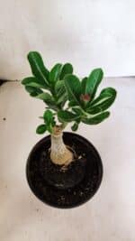 ENXERTO 12472 – 20cm (cor LM 75) - Imagem 3