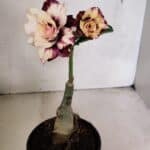 ENXERTO 12473 – 20cm (cor LM 827)