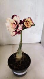 ENXERTO 12473 – 20cm (cor LM 827) - Imagem 5