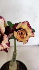 ENXERTO 12473 – 20cm (cor LM 827) - Imagem 3