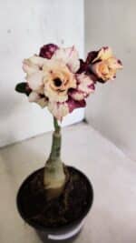 ENXERTO 12473 – 20cm (cor LM 827) - Imagem 4