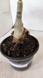 ENXERTO 12473 – 20cm (cor LM 827) - Imagem 7