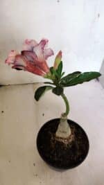 ENXERTO 12473 – 20cm (cor LM 827) - Imagem 6