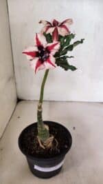 ENXERTO 12474 – 20cm (cor LM 664) - Imagem 2