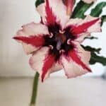 ENXERTO 12474 – 20cm (cor LM 664)