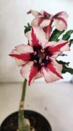 ENXERTO 12474 – 20cm (cor LM 664)