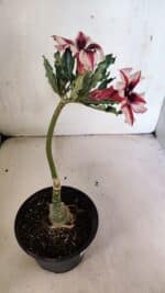 ENXERTO 12474 – 20cm (cor LM 664) - Imagem 5