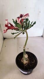 ENXERTO 12474 – 20cm (cor LM 664) - Imagem 4