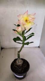 ENXERTO 12475 – 20cm (cor LM 979) - Imagem 2