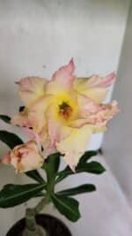 ENXERTO 12475 – 20cm (cor LM 979)