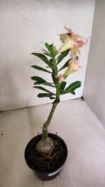 ENXERTO 12475 – 20cm (cor LM 979) - Imagem 5