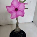 ENXERTO 12476 – 20cm (cor LM 512)