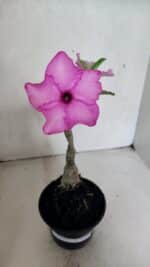 ENXERTO 12476 – 20cm (cor LM 512)