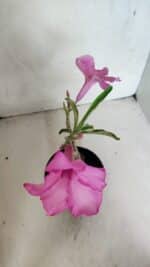 ENXERTO 12476 – 20cm (cor LM 512) - Imagem 3