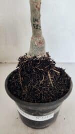 ENXERTO 12476 – 20cm (cor LM 512) - Imagem 6