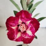 ENXERTO 12477 – 20cm (cor LM 725)