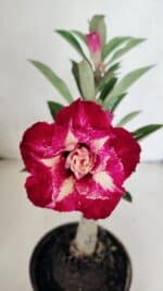 ENXERTO 12477 – 20cm (cor LM 725)