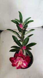 ENXERTO 12477 – 20cm (cor LM 725) - Imagem 4