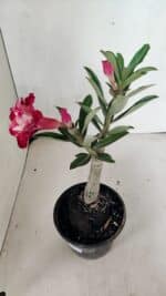 ENXERTO 12477 – 20cm (cor LM 725) - Imagem 6