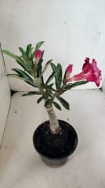 ENXERTO 12477 – 20cm (cor LM 725) - Imagem 5