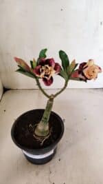 ENXERTO 12478 – 20cm (cor LM 827) - Imagem 2