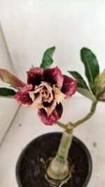 ENXERTO 12478 – 20cm (cor LM 827) - Imagem 3