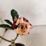 ENXERTO 12478 – 20cm (cor LM 827)